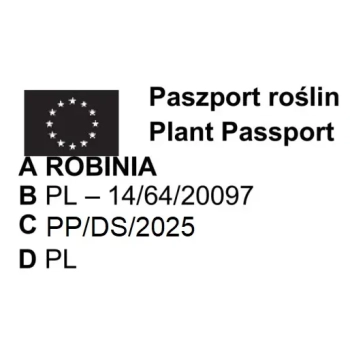 GROCHODRZEW AKACJA miododajne - sadzonki 130 / 150 cm